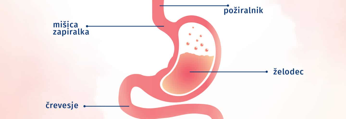 Shema dojenčkovega prebavnega sistema z označenimi organi